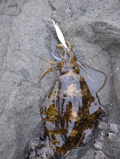 ピンポイント狙い撃ち