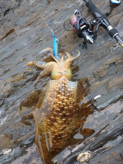 出張でちょっとだけエギング