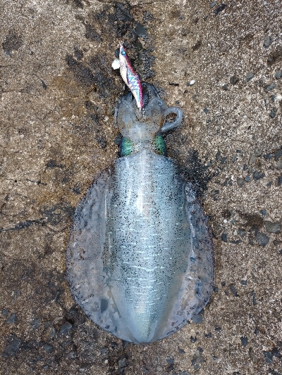 対馬エギング釣果