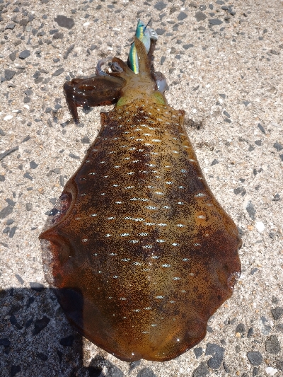 対馬なんですけどね