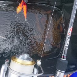 なんとか２杯、ばらしも２杯