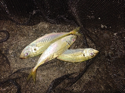 雨の止み間にアジング