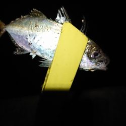 まだ、釣れます。