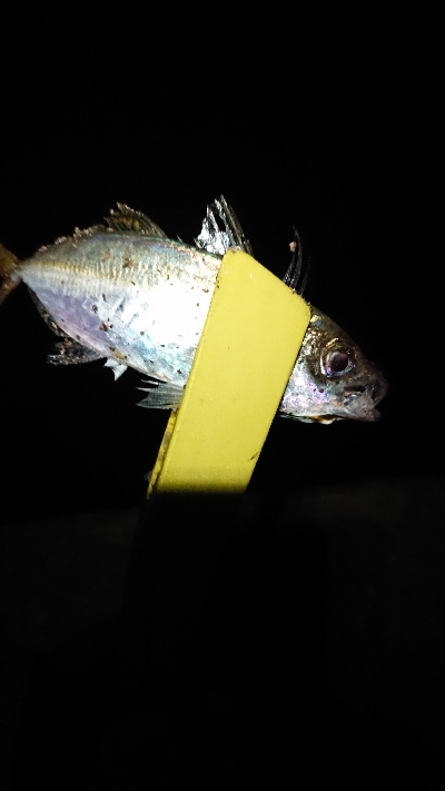 まだ、釣れます。