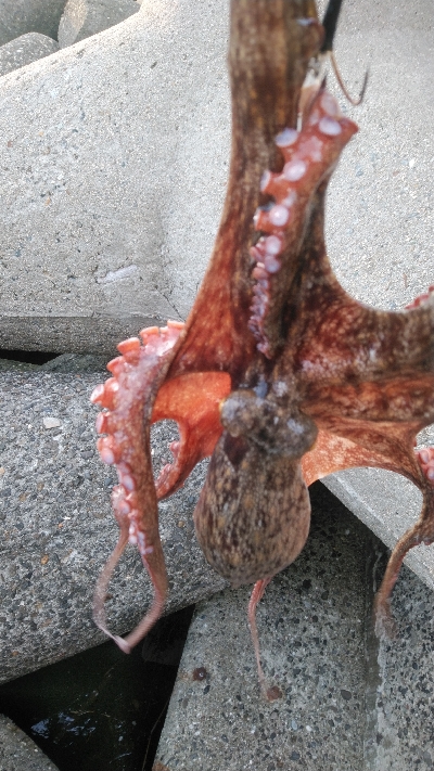 夕涼みフィッシング