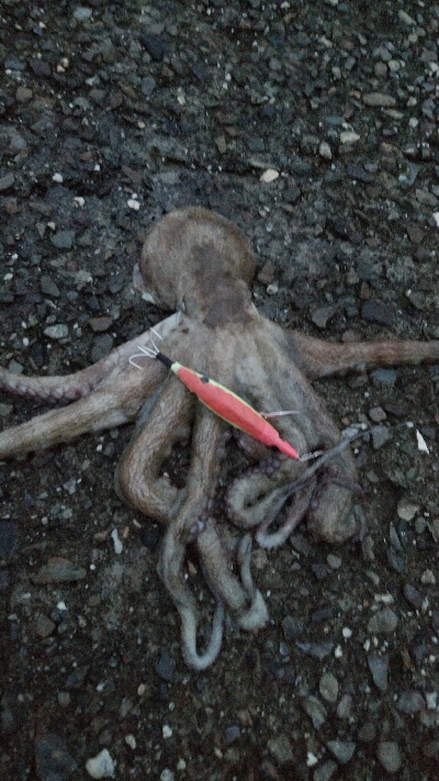 今期最大サイズ