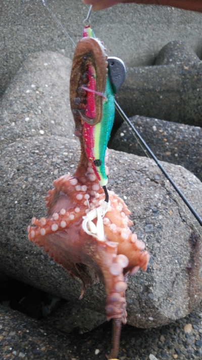 大雨後でも釣れてます