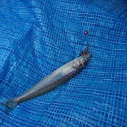 誕生日釣行！痛恨のバラシ…７種捕ったゾ(笑)