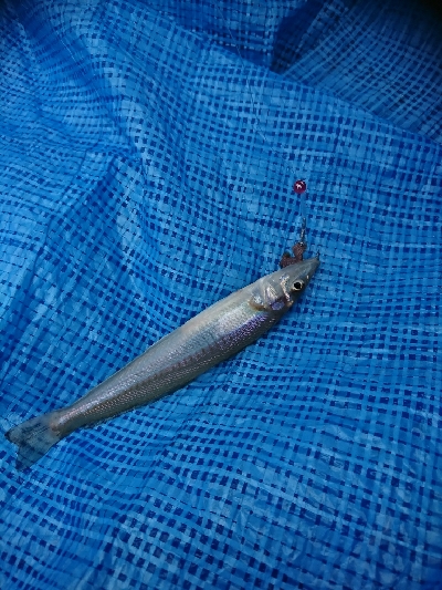 誕生日釣行！痛恨のバラシ…７種捕ったゾ(笑)