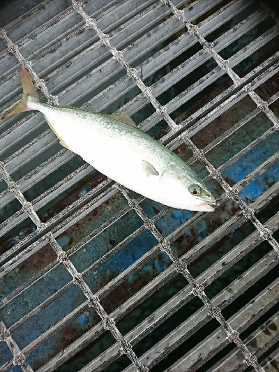 3連休最終日、迷いの釣りに成果なし…