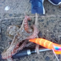 仕事終わりにタコング!!