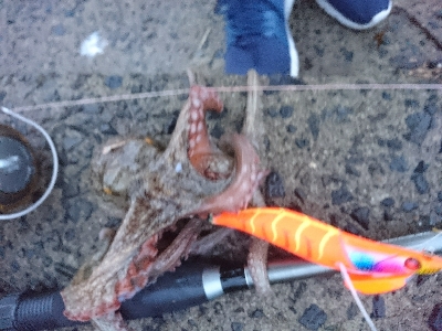 仕事終わりにタコング！！