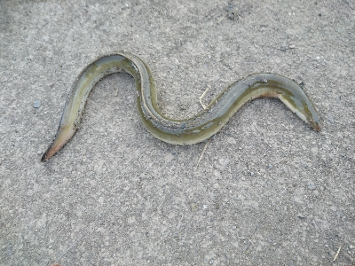 土用丑の日を前に鰻を釣った！！