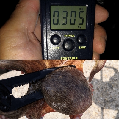 夕方オクトパッシング