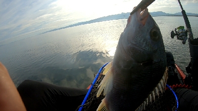 初カヤックフィッシングで、チヌ釣果！&am…