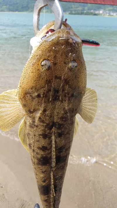 シーバスのボウズ逃れに