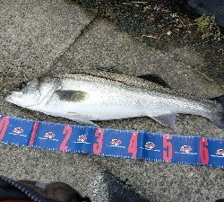 vj丸呑みシーバス70up!!