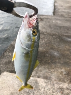 ツバス、サバ･・