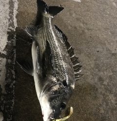 ヌーチー様、キビレーヌ様