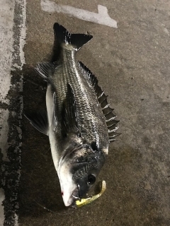 ヌーチー様、キビレーヌ様