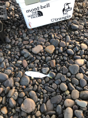 ツバスくん登場