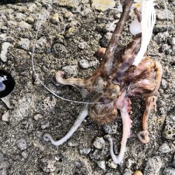 大荒れ後のオクトパッシング