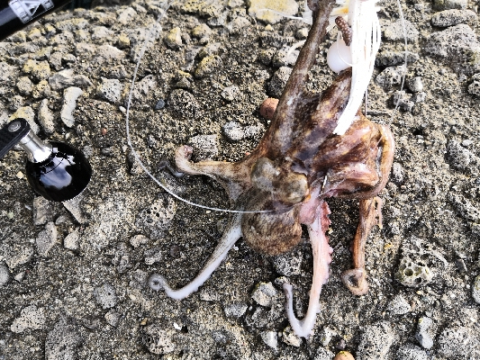 大荒れ後のオクトパッシング