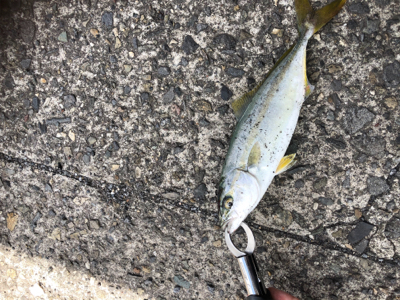 寄り道ライトショア