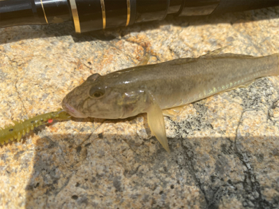 ハゼクラ　大失敗