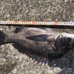 1本満足〜1本満足〜ッ♫！