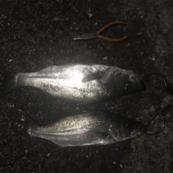 泳がせで雨の後のシーバス！