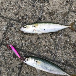 今週のサバエさんは…