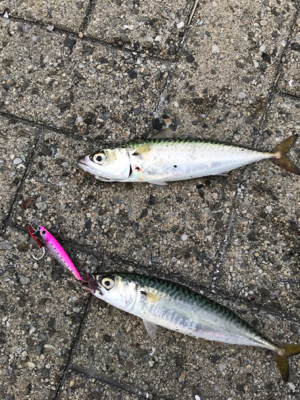 今週のサバエさんは...