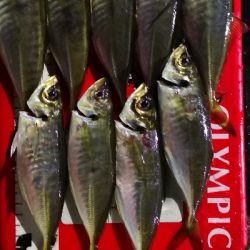 アジング練習 161