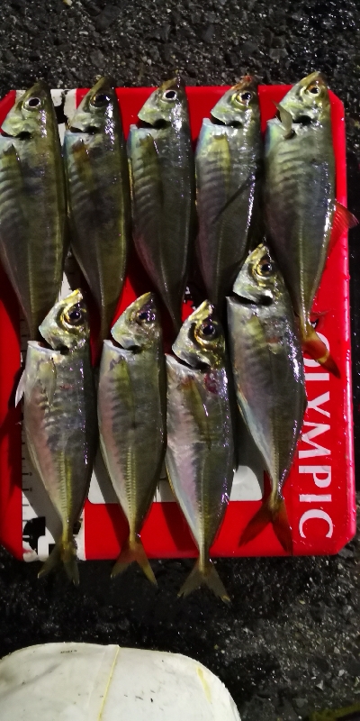 アジング練習 161