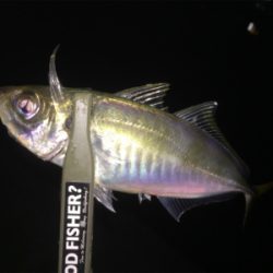 体高もあり、良く引く〜！