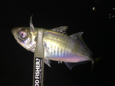 体高もあり、良く引く〜！