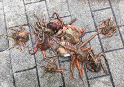 SSJ小サバ&タコ狩り新子ツヌケ