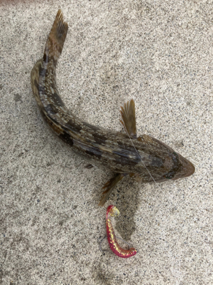 イワシパターン