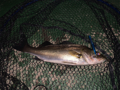 チーバスの活性が高い