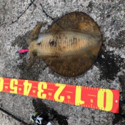 仕事帰りでのエギング!