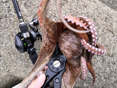 梅雨の合間にオクトパッシング