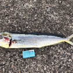 ダイペンの練習