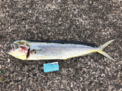 ダイペンの練習