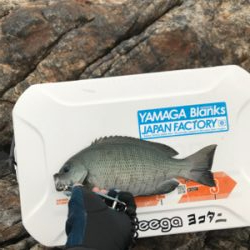 ツユグレリベンジ