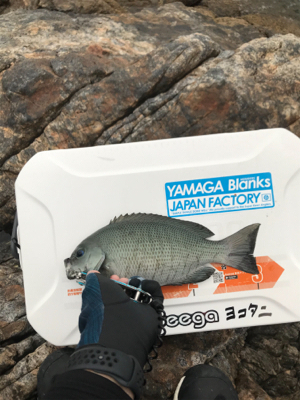 ツユグレリベンジ