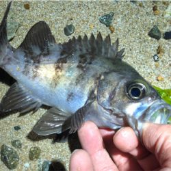 ロックパーティー