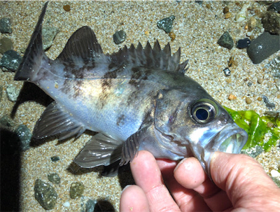 ロックパーティー