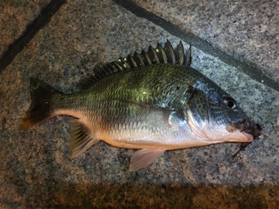 多々良川河口でチニング