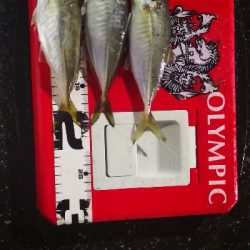 アジング練習 162